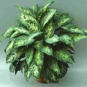 Диффенбахия - дивное растение